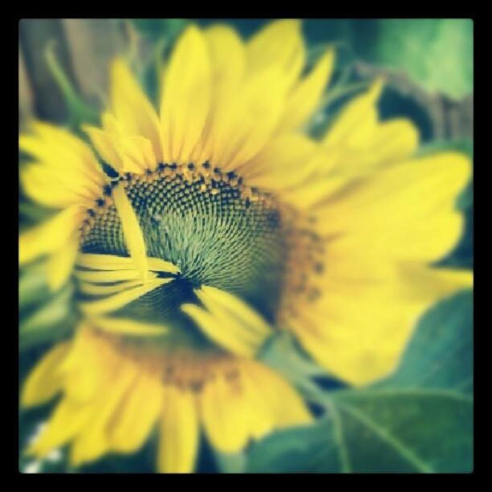 Meet your Posher, Bryma